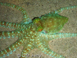 white spoted octopus by Ofir Avny 
